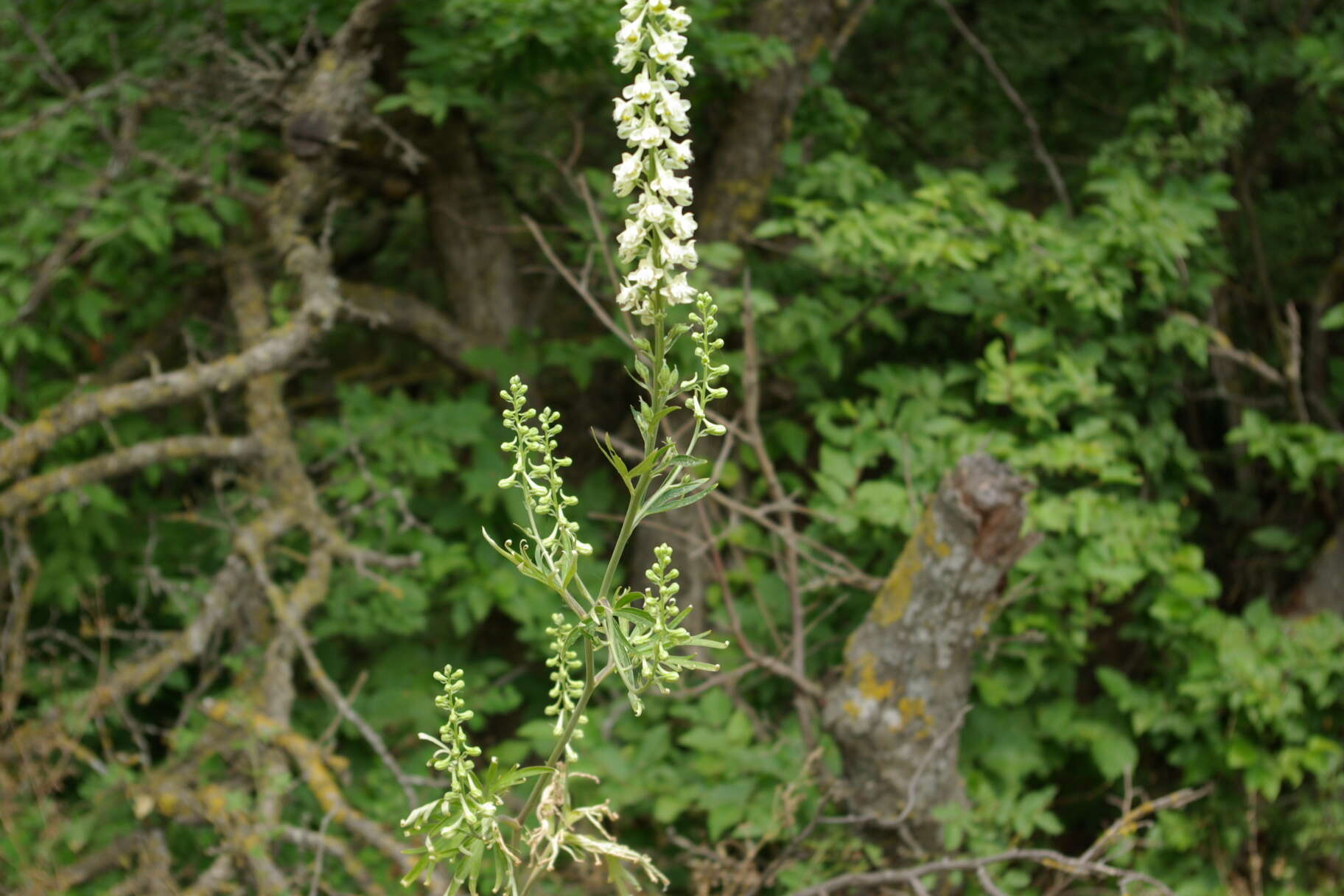 Delphinium macropogon Prokh.的圖片