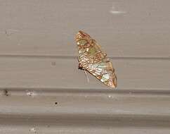 Image of Mulberry Leaftier Moth