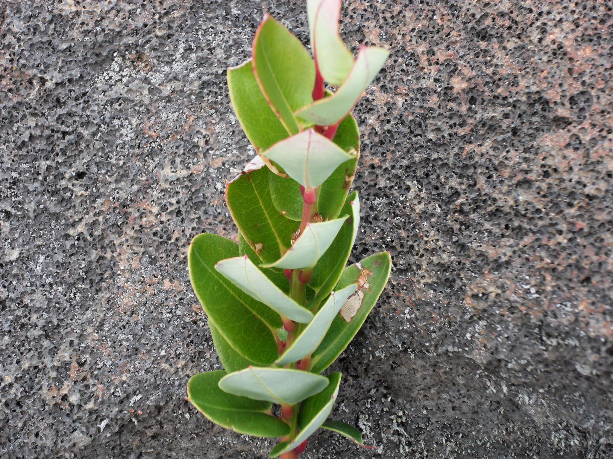 Image of Agarista buxifolia (Lam.) G. Don