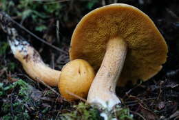 Image of Suillus punctipes (Peck) Singer 1945