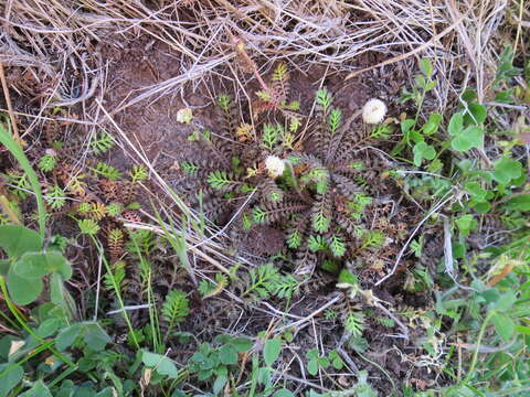 Image of Leptinella minor Hook. fil.