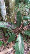 Image of Musa acuminata subsp. acuminata