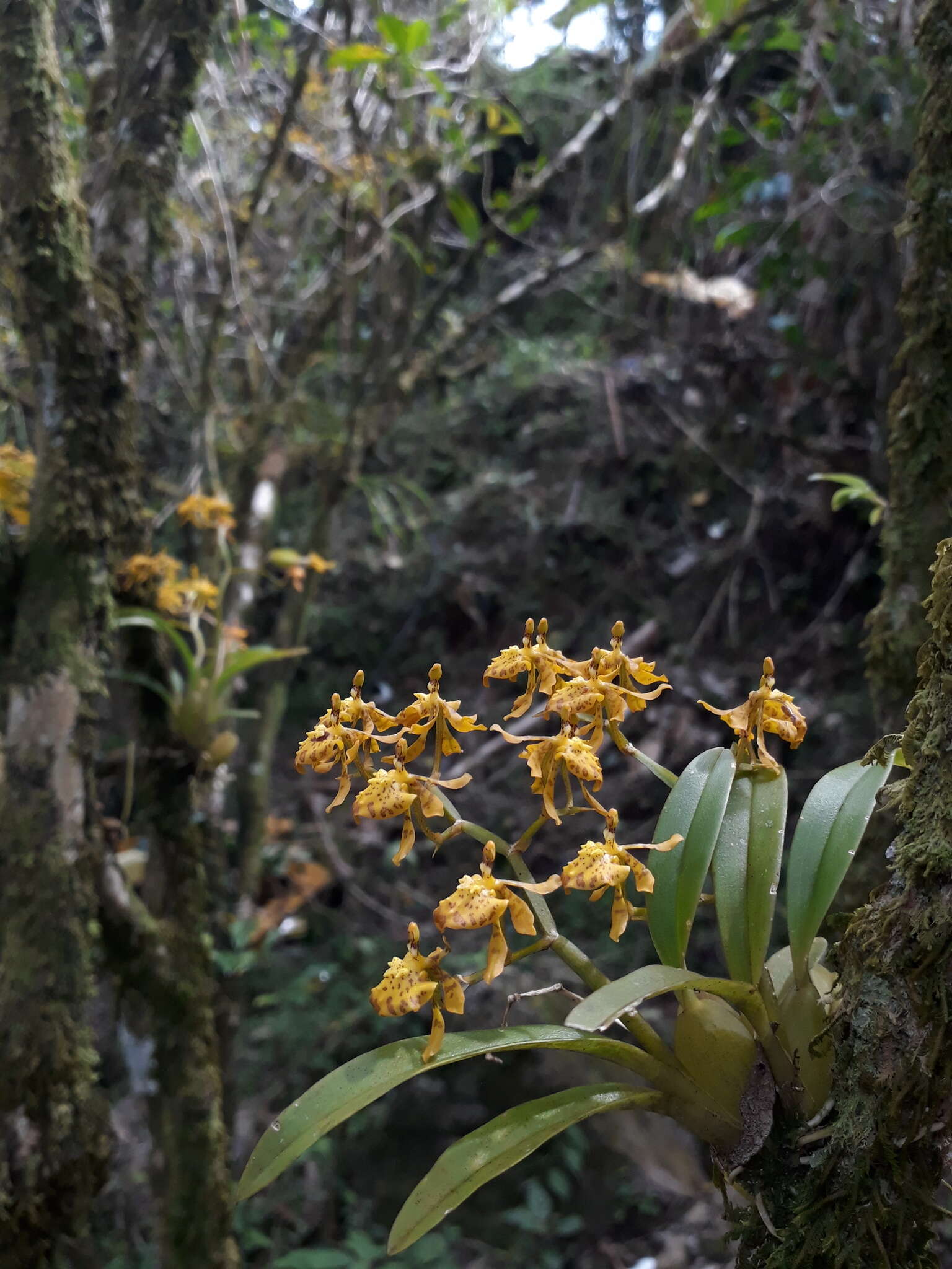 Image of winged-lady orchid