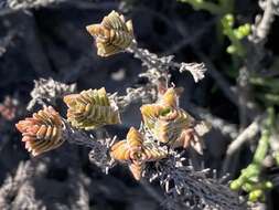 Image of Crassula subulata var. fastigiata (Schönl.) Tölken