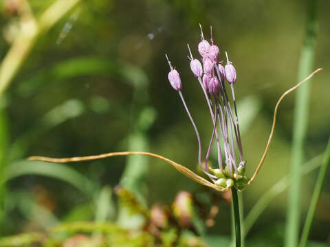 Image of Allium carinatum subsp. carinatum