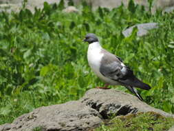 Image of Snow Pigeon