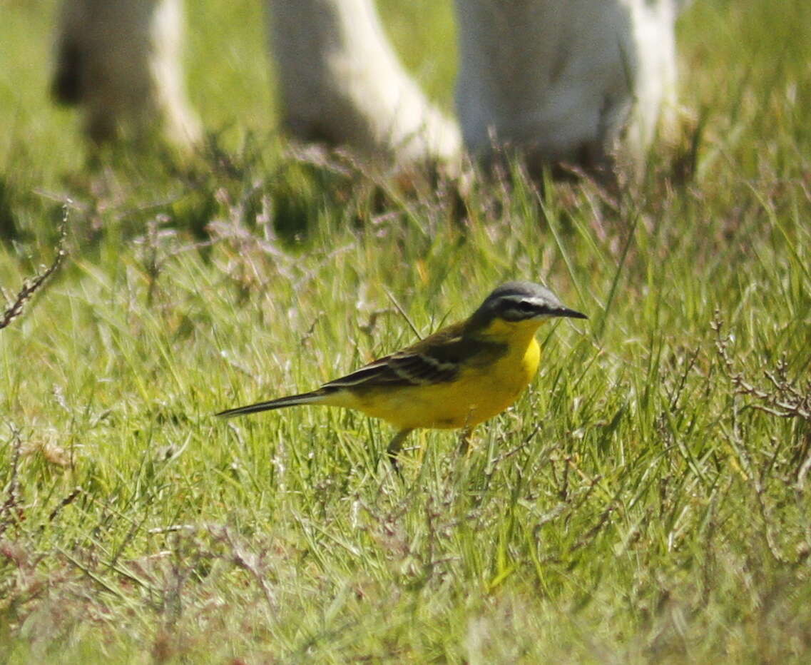 Image of Western Yellow Wagtail