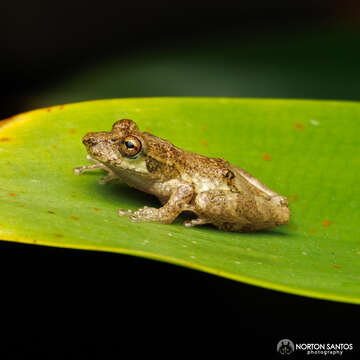 Image of Bandeirantes Snouted Treefrog