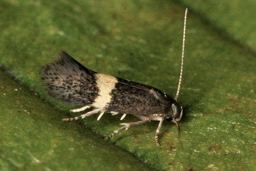 Image of Elachista chrysodesmella Zeller 1850