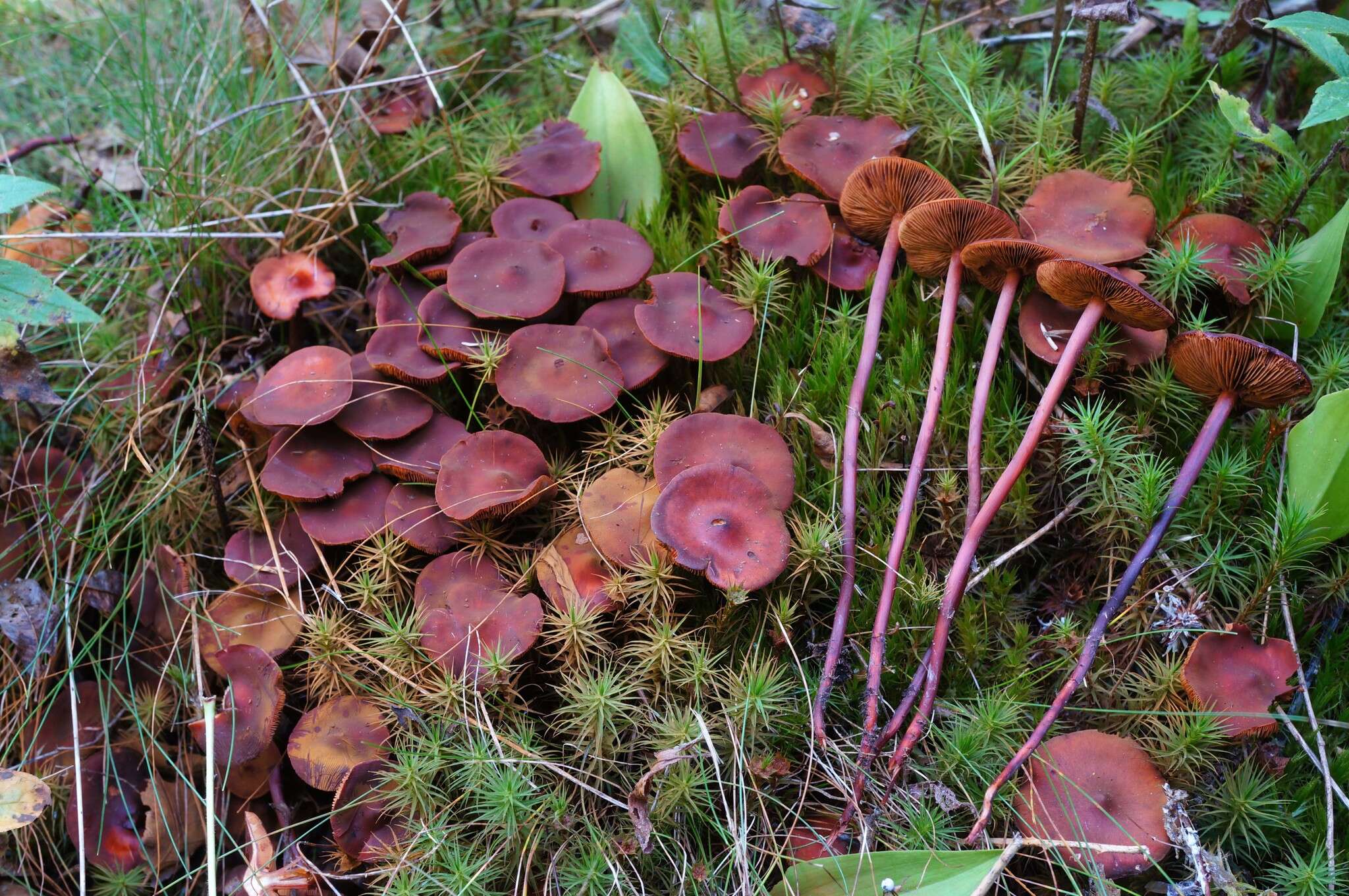 Phaeocollybia jennyae (P. Karst.) Romagn. 1944 resmi