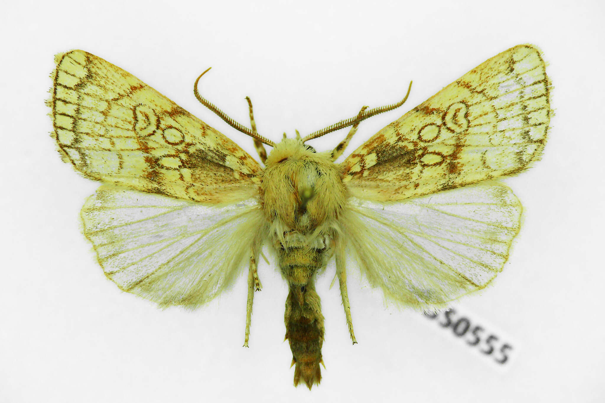 Image of Heart Moth