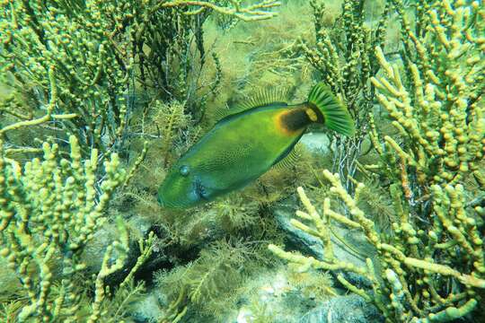 Image of Spiny-tailed leatherjacket