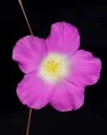 Image of Calandrinia schistorhiza Morrison