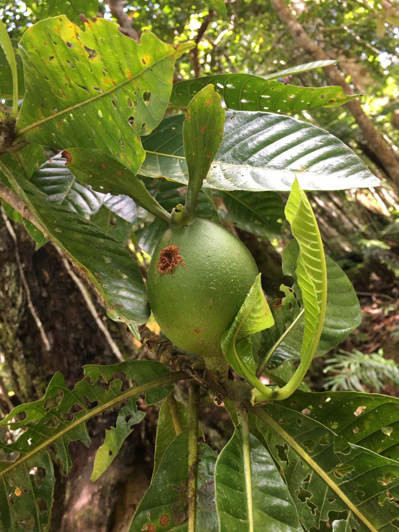 Plancia ëd Gardenia oudiepe Vieill.