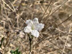 Plancia ëd Ruellia patula Jacq.