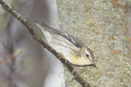 Image of Blackburnian Warbler