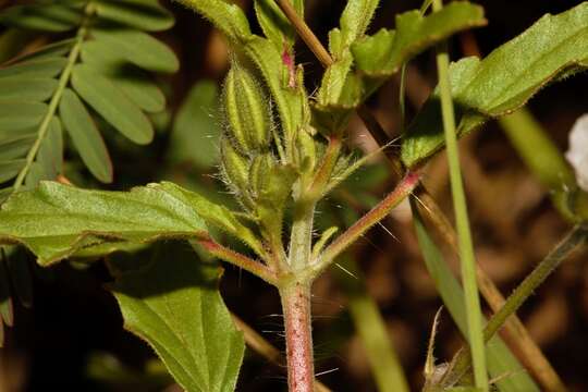 Image of Monsonia burkeana Planch. ex Harv. & Sond.