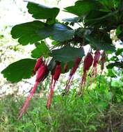 Image of fuchsiaflower gooseberry