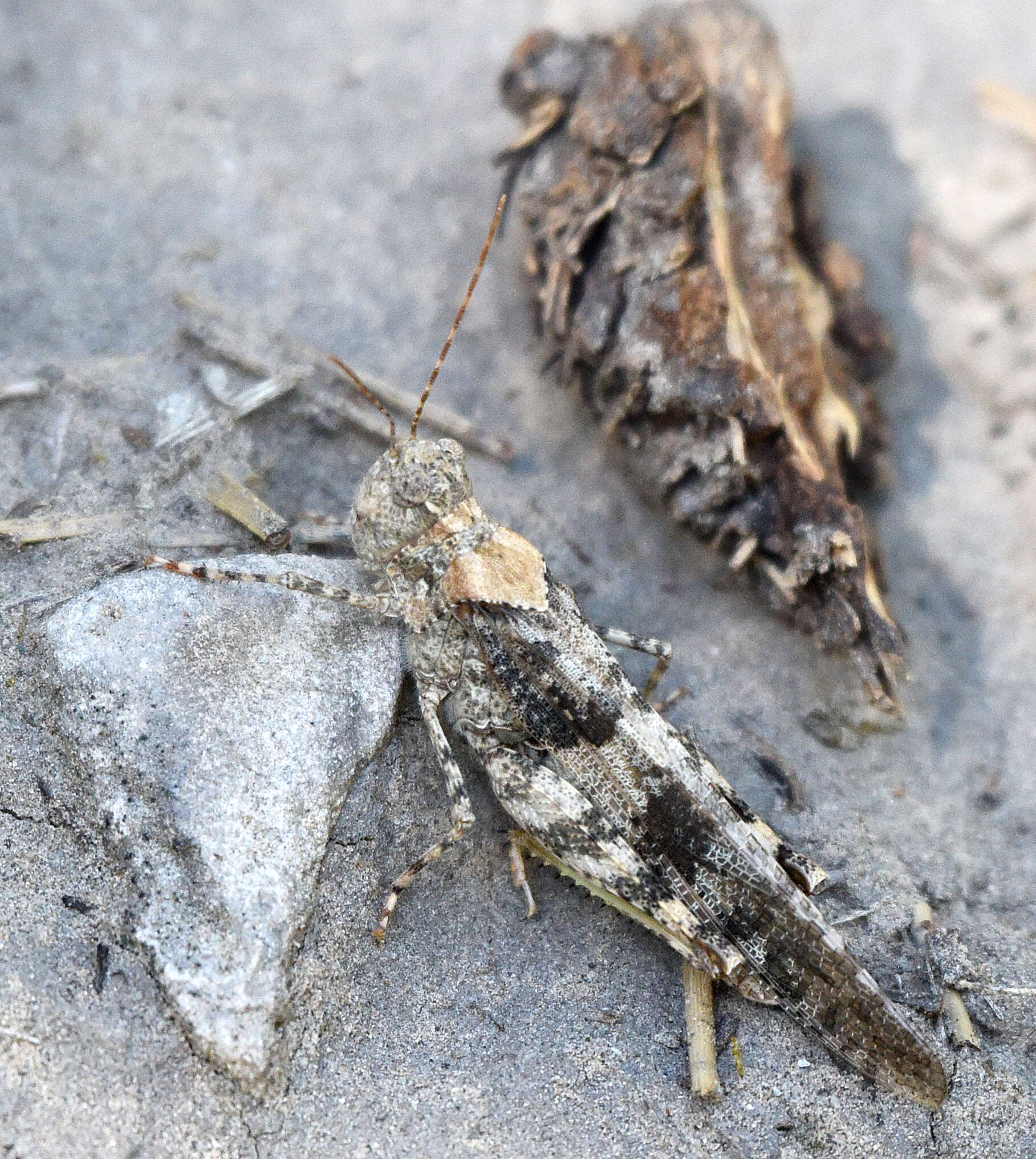 Trimerotropis cincta (Thomas & C. 1870) resmi