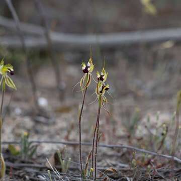 Image of Upright spider orchid