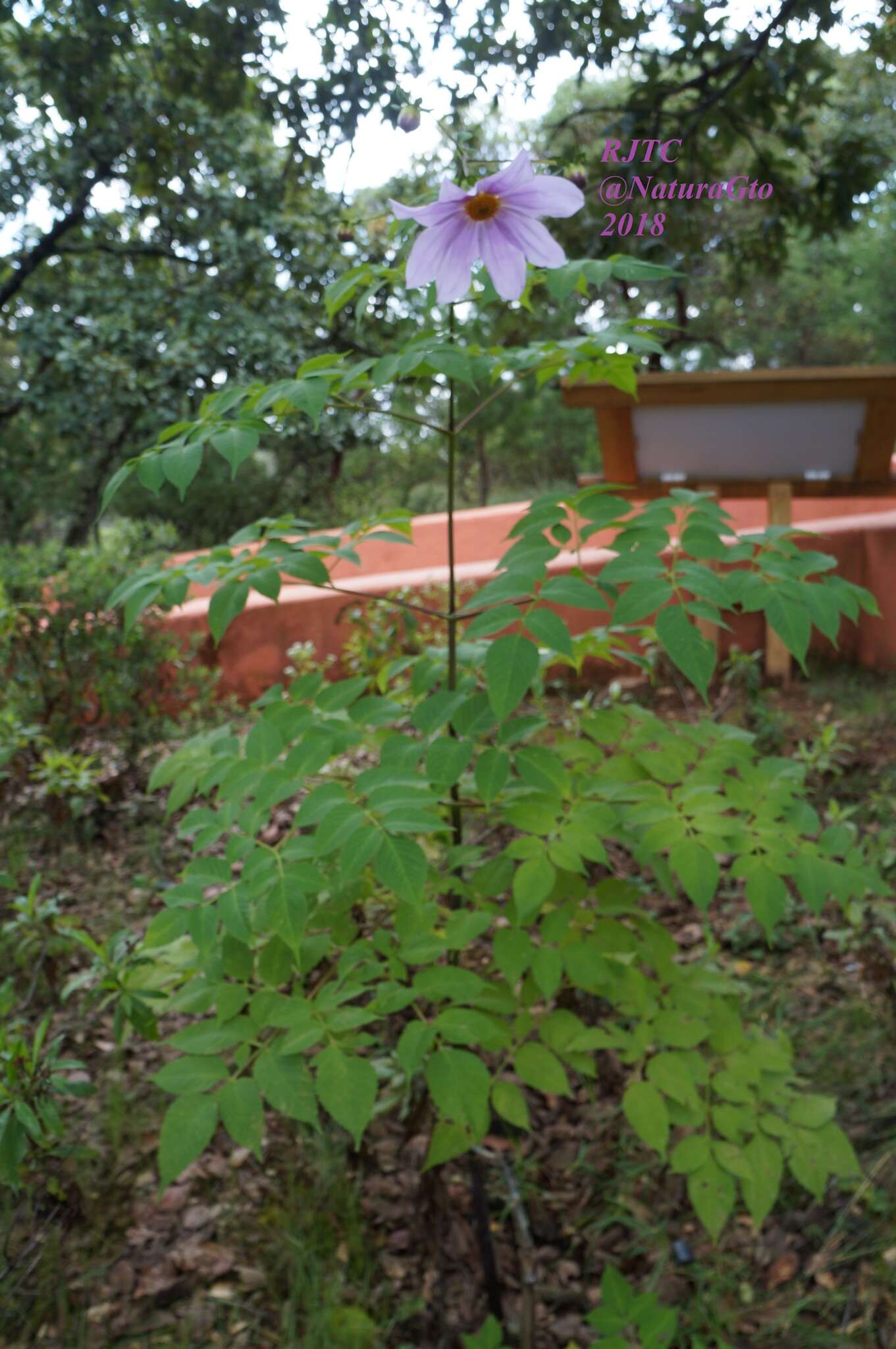 Image of Tree dahlia