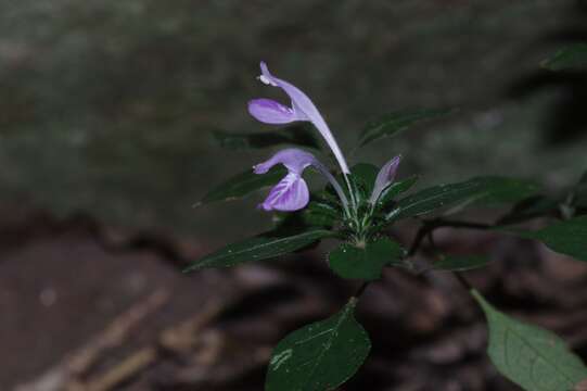 Image of Isoglossa hypoestiflora Lindau