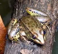 Image de Lithobates magnaocularis (Frost & Bagnara 1974)