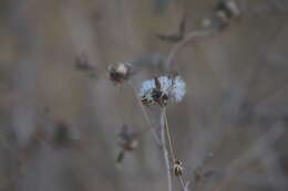 Image of Brickellia paniculata (Mill.) B. L. Rob.