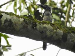 Image of Black Dwarf Hornbill