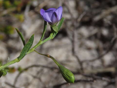 Plancia ëd Psoralea monophylla (L.) C. H. Stirt.