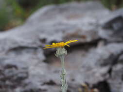 Image of Senecio eubaeus Boiss. & Heldr.