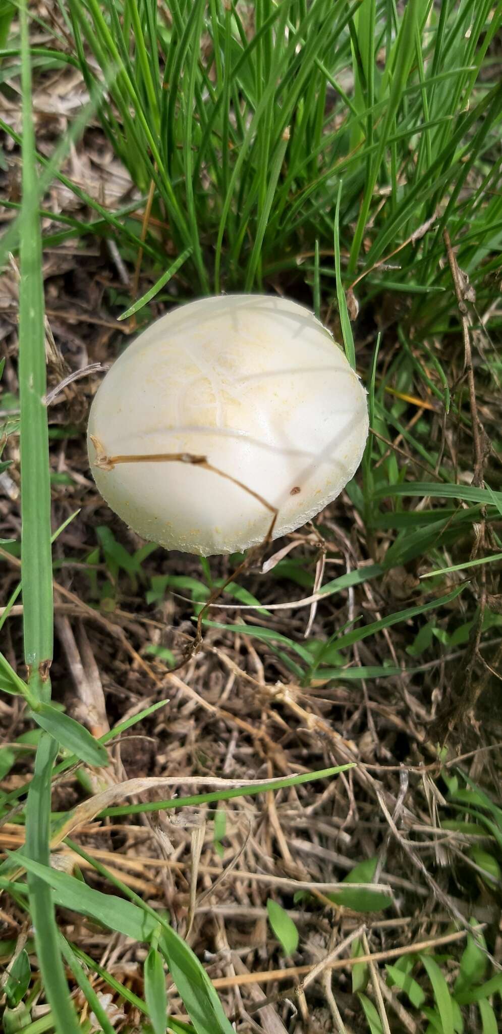 Image of Agrocybe molesta (Lasch) Singer 1978