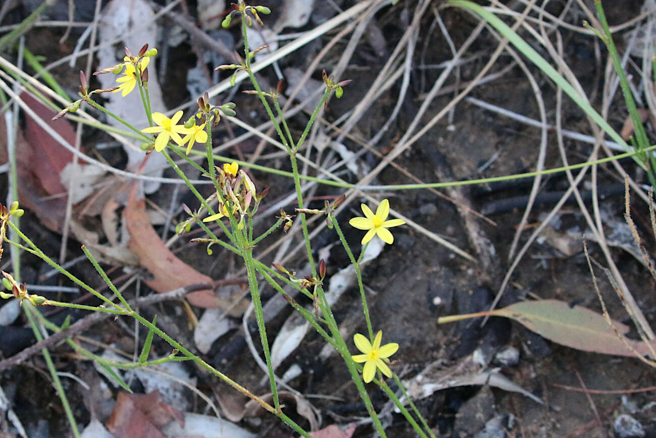 Image of Tricoryne muricata Baker