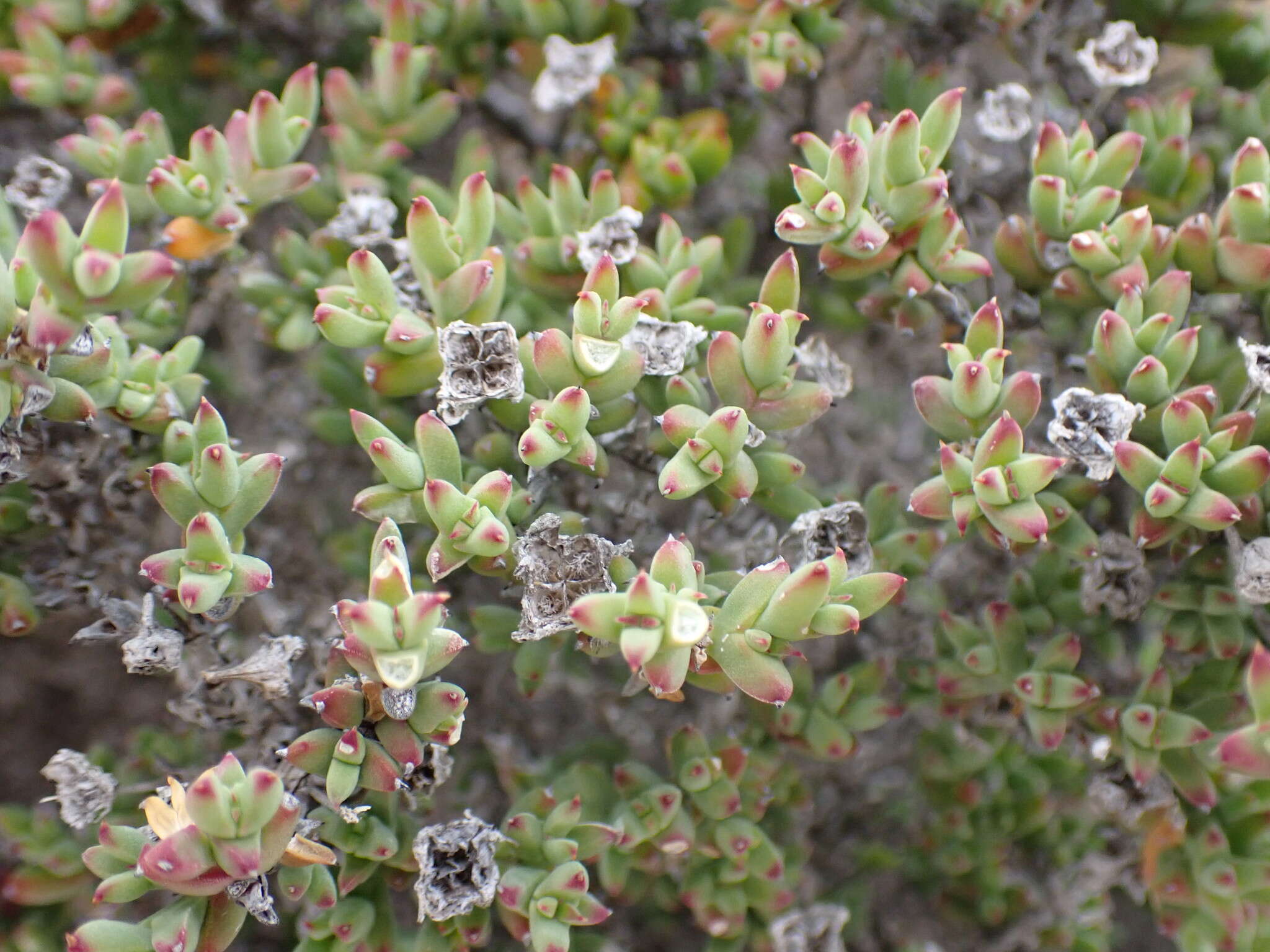 Delosperma asperulum (Salm-Dyck) L. Bol. resmi