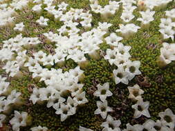 Image de Dracophyllum muscoides Hook. fil.