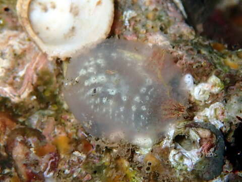 Image of hairy sea-squirt