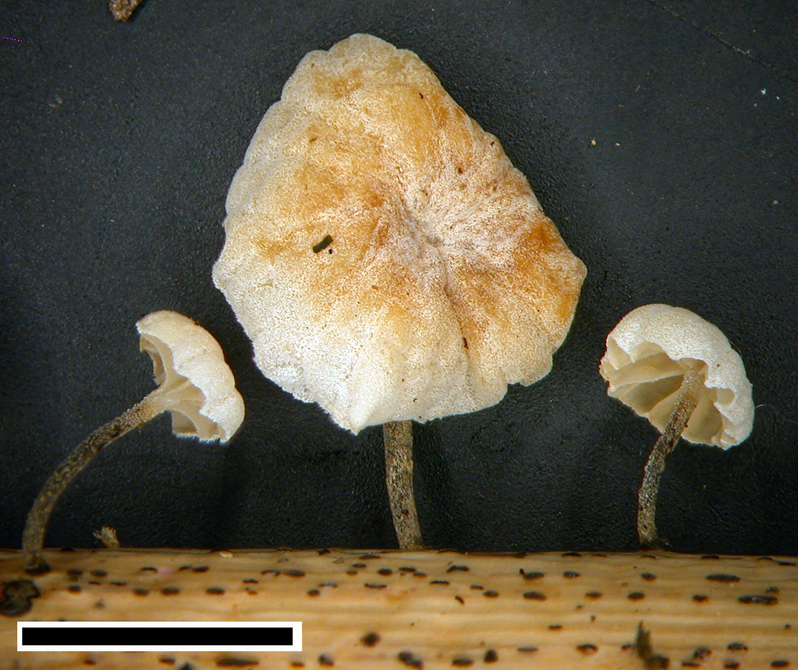 Слика од Marasmiellus bonii Segedin 1995