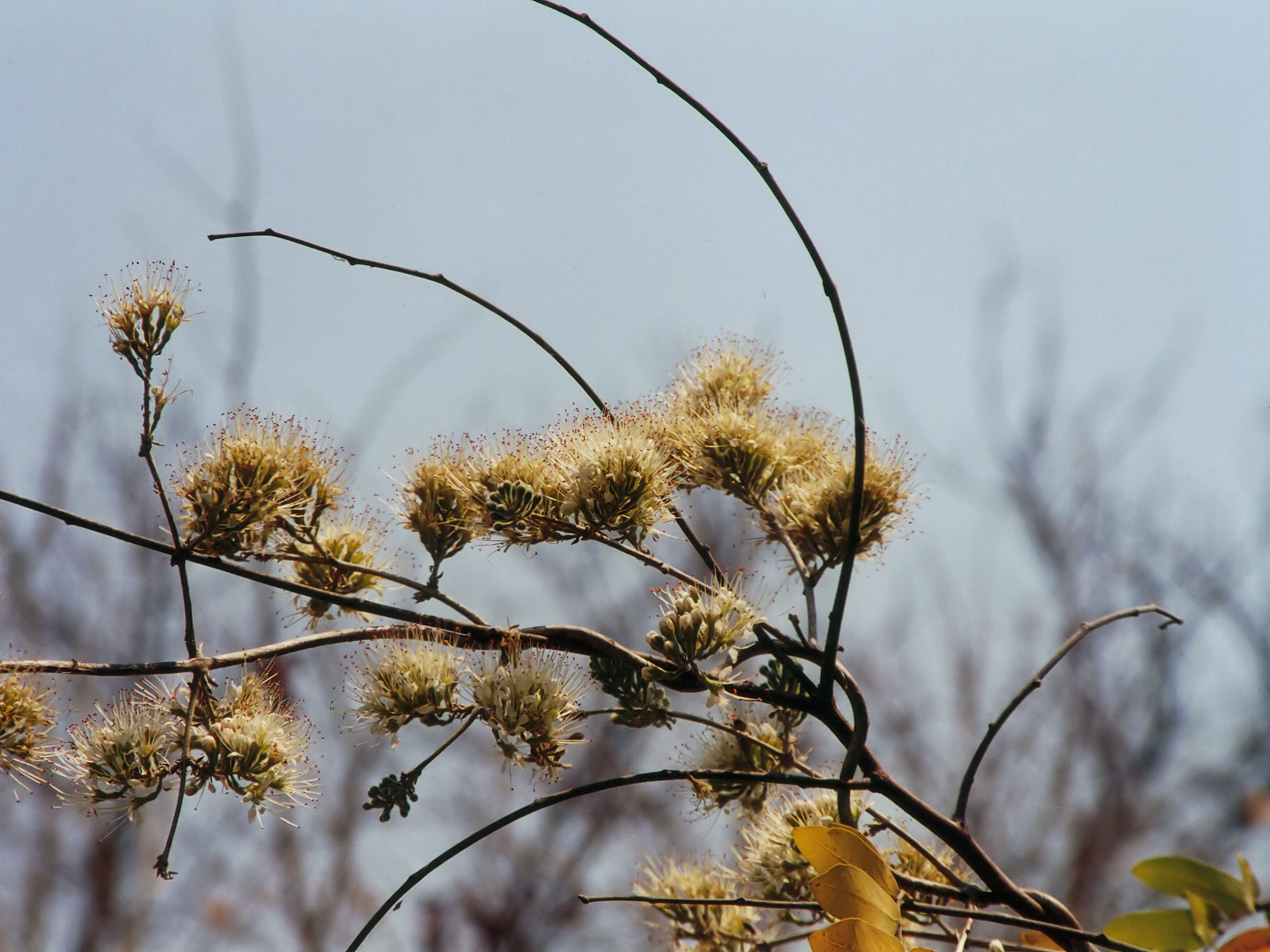 Imagem de Combretum mossambicense (Klotzsch) Engl.