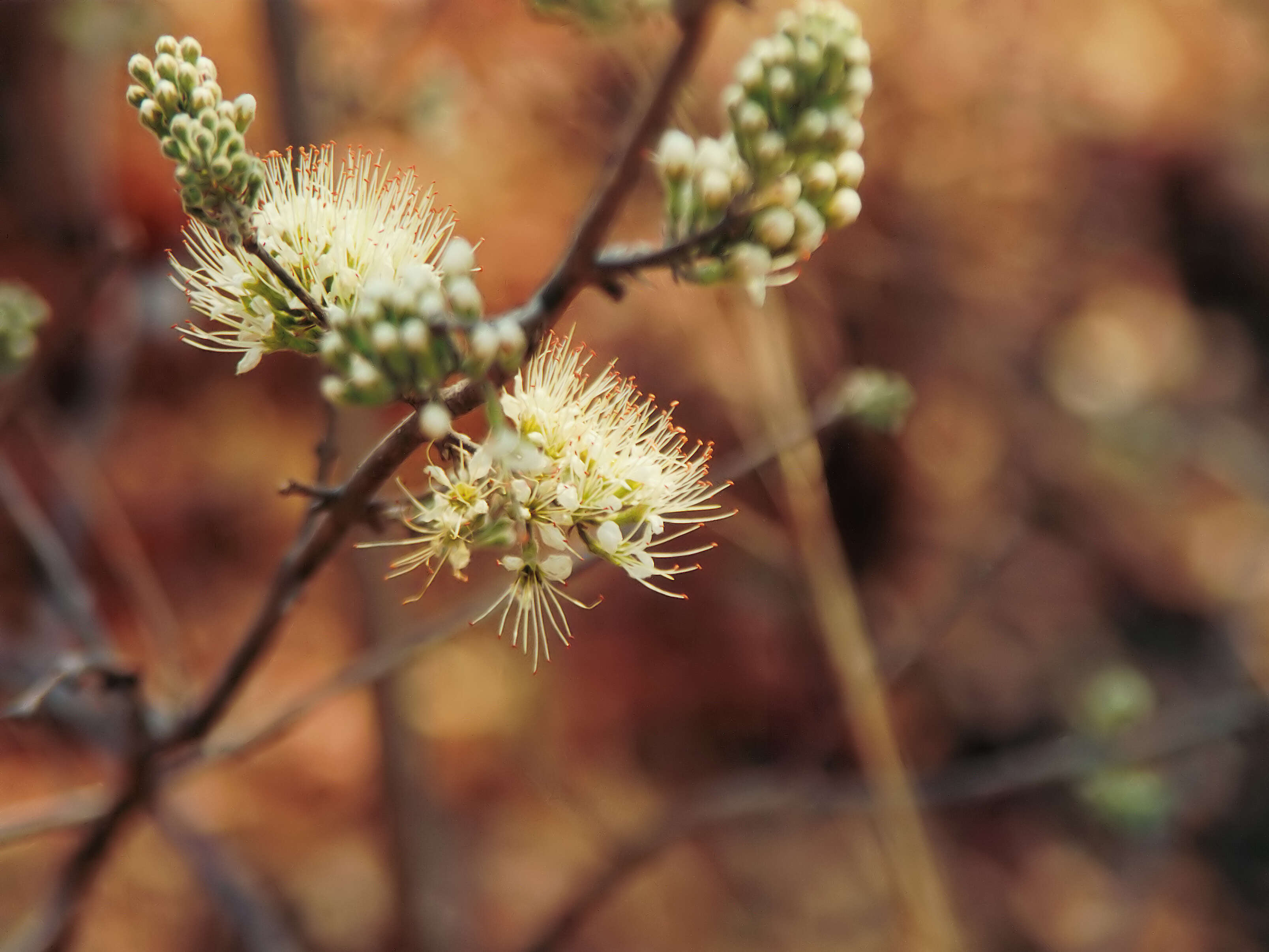 Imagem de Combretum mossambicense (Klotzsch) Engl.