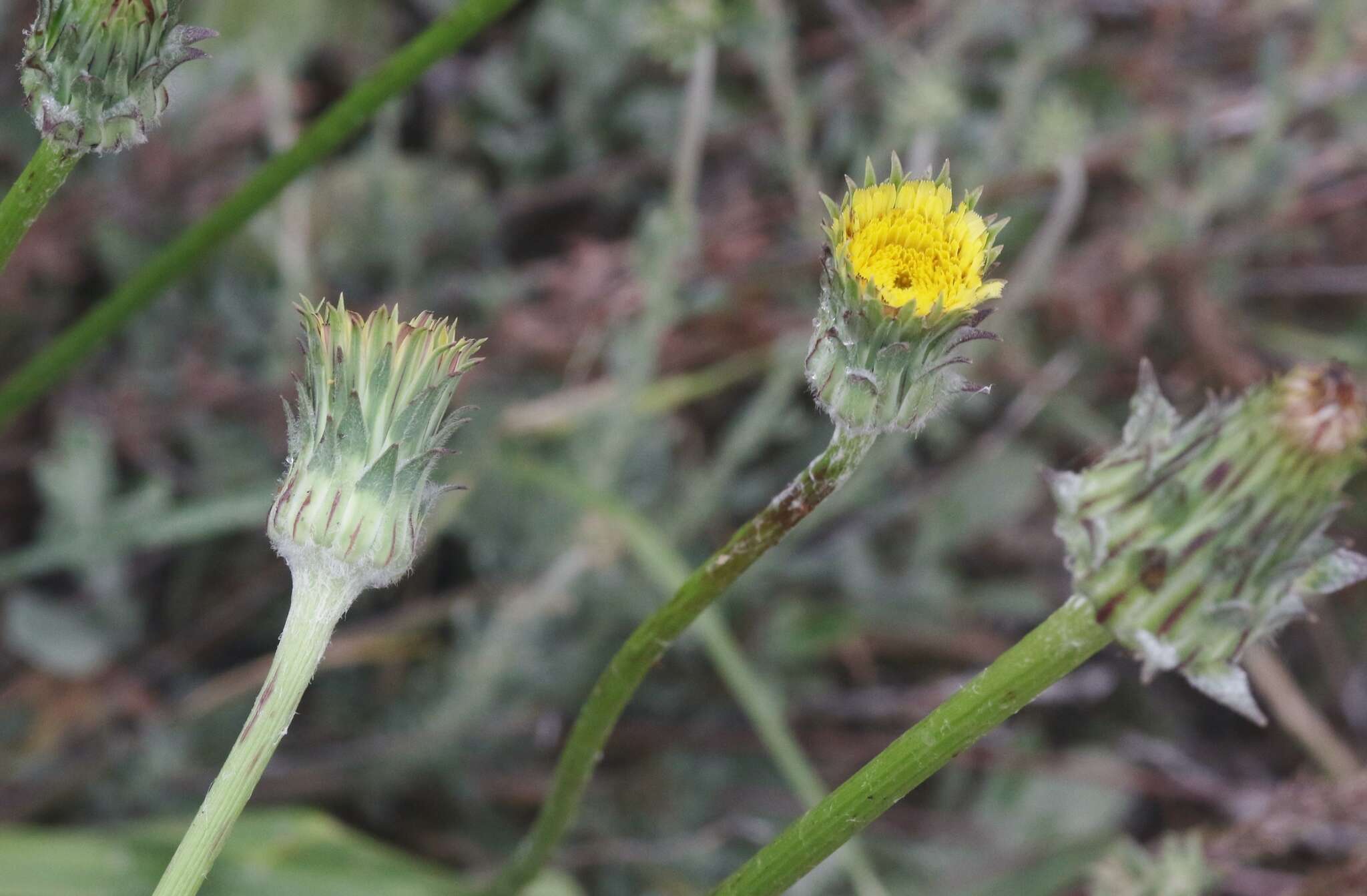 Image of bigflower agoseris