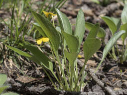 Image of Baker's violet