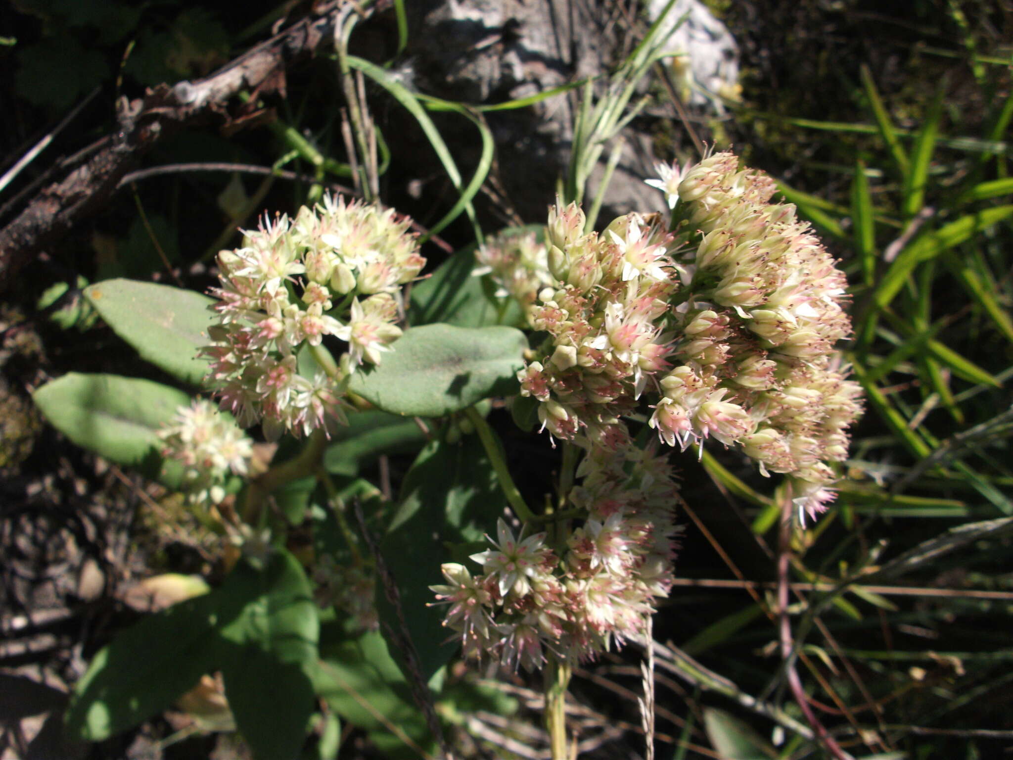 Image of Hylotelephium pallescens (Freyn) H. Ohba