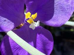 Image of Patersonia sericea var. longifolia (R. Br.) C. Moore & Betche