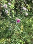 Image of woolly thistle