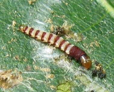 Image of Stripe-backed Moth