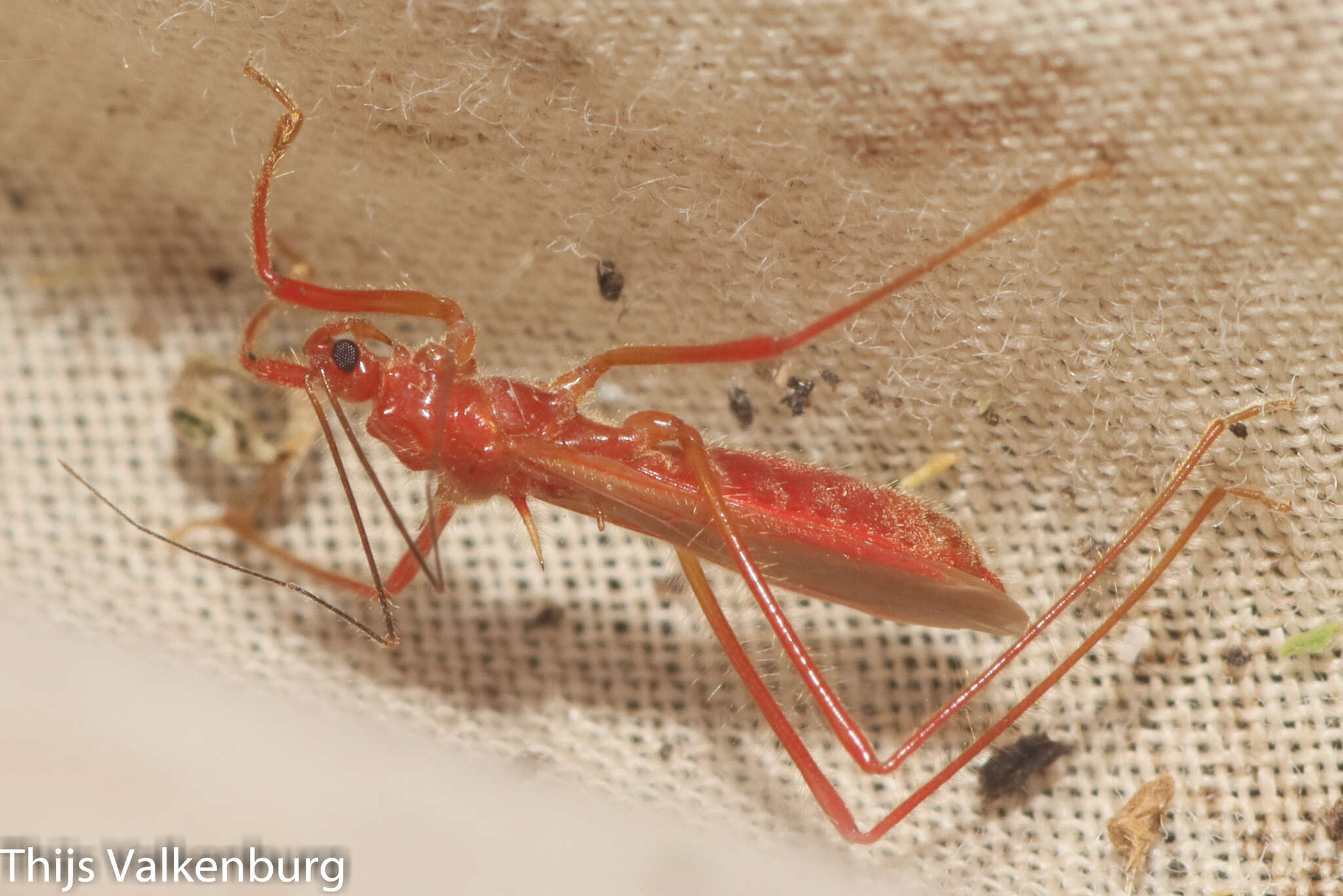 Plancia ëd Polytoxus sanguineus (A. Costa 1842)