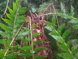 Image of Alaska hollyfern