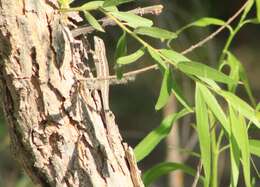 Image of Bell's spiny lizard