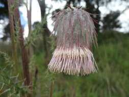 Plancia ëd Cirsium subuliforme G. B. Ownbey