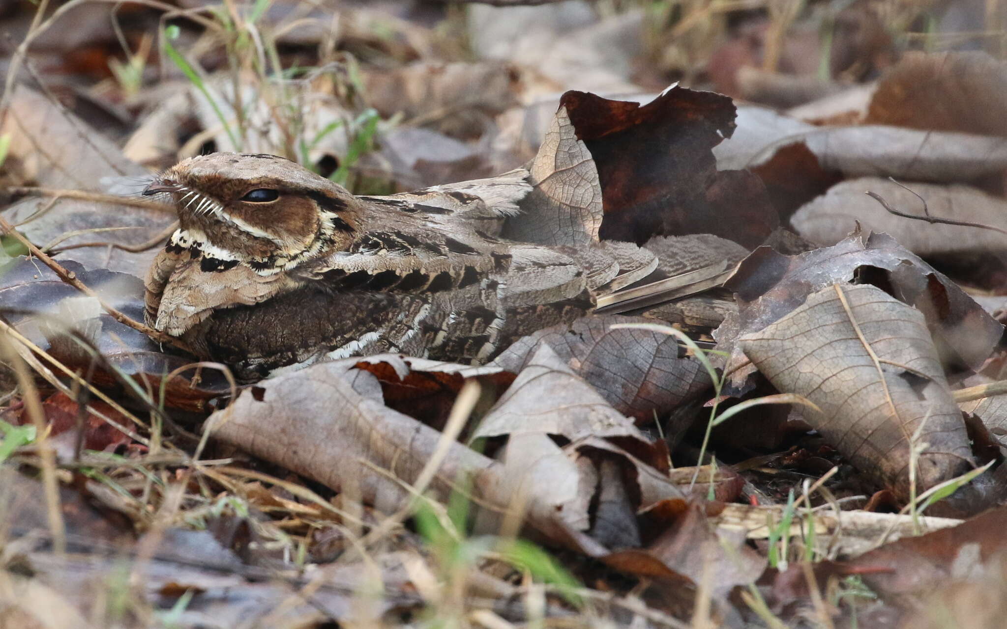 Слика од Caprimulgus atripennis Jerdon 1845